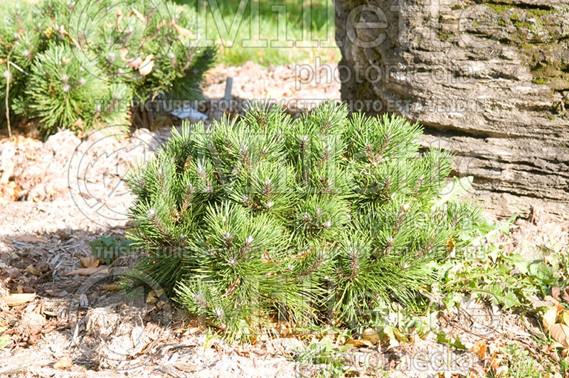 Pinus Strypemonde (Black Pine conifer) 1