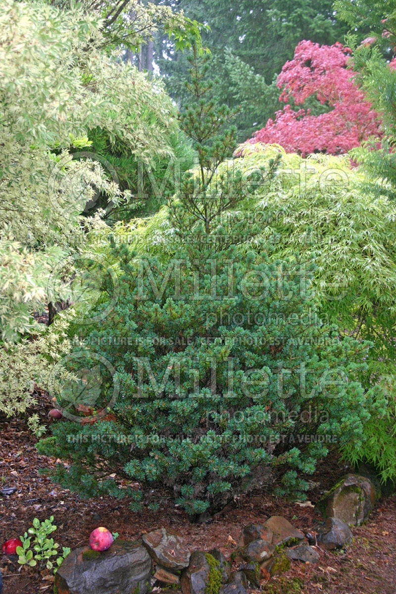 Pinus Adcock's Dwarf (White Pine conifer) 1