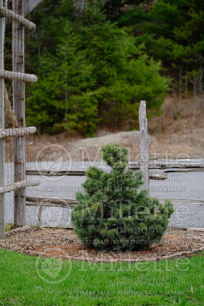 Pinus Bonnie Bergman (Japanese White Pine conifer) 1 