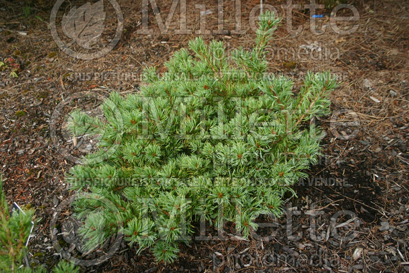 Pinus Cuddles (Japanese White Pine conifer) 1 