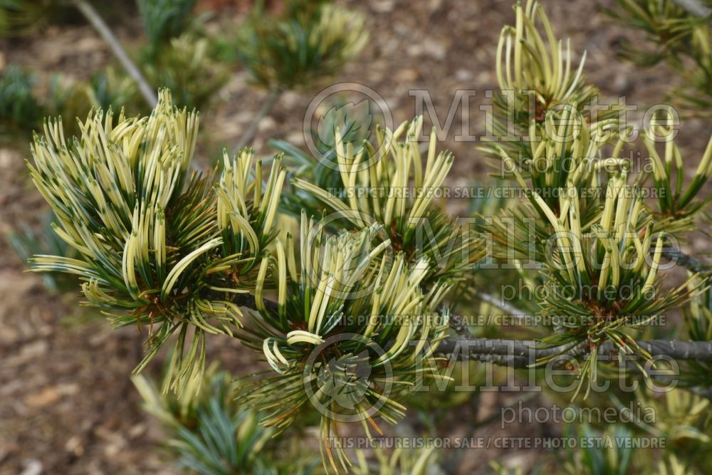 Pinus Fukai (Pine conifer) 2