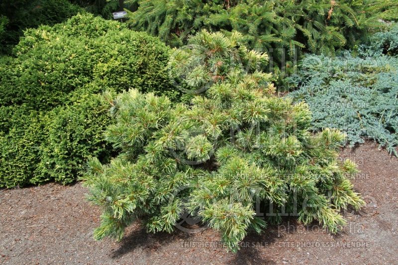 Pinus Goldilocks (Japanese White Pine conifer) 1 