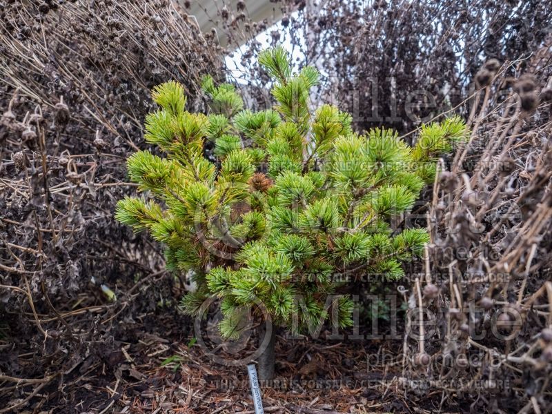 Pinus Hagoromo (Japanese White Pine conifer) 4 