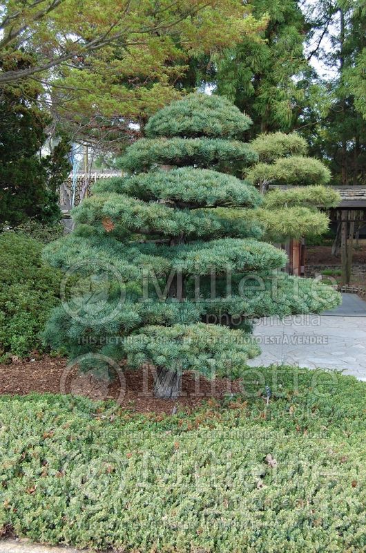 Pinus Shikoku Island (Japanese White Pine conifer) 1 