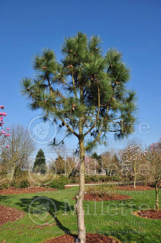 Pinus Aberdoniae (Stone or Umbrella Pine conifer) 1