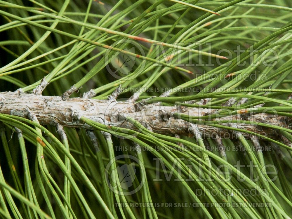 Pinus ponderosa (ponderosa pine conifer) 4 