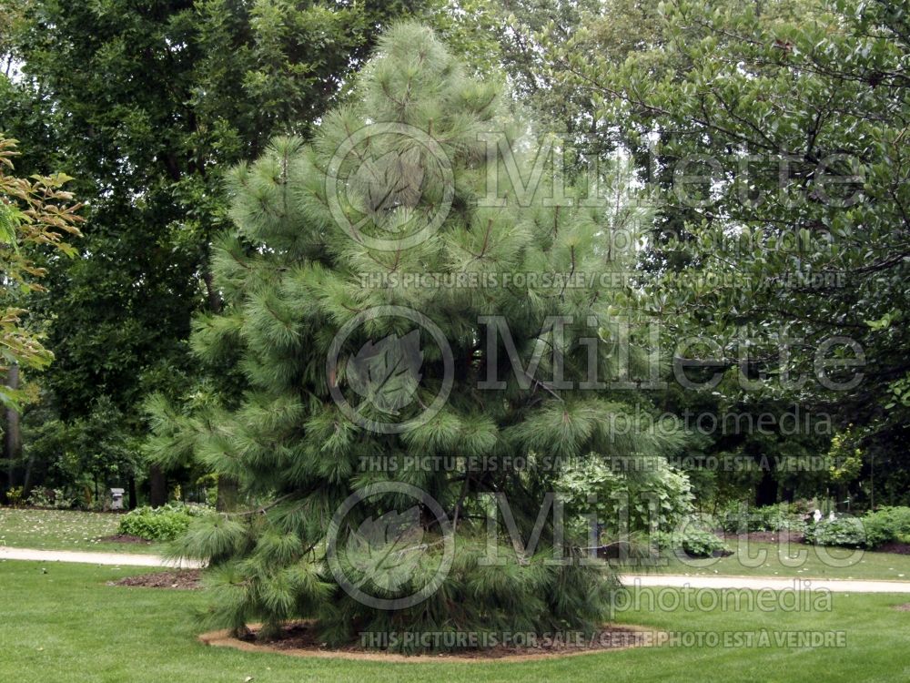Pinus ponderosa (ponderosa pine conifer) 3 