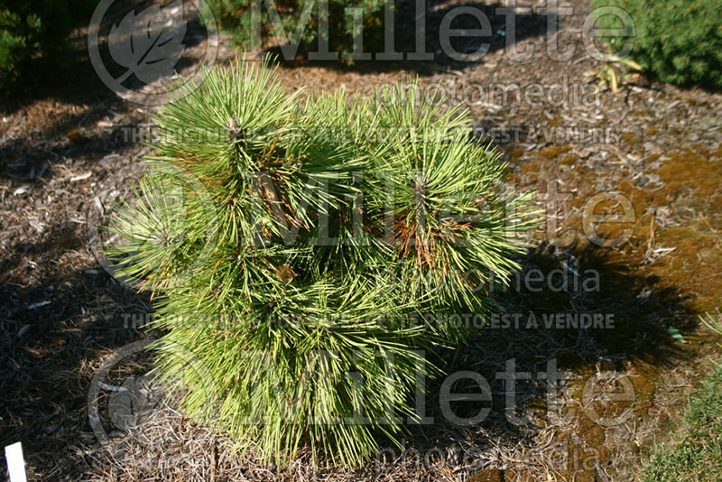 Pinus Margaret (Japanese White Pine conifer) 1 