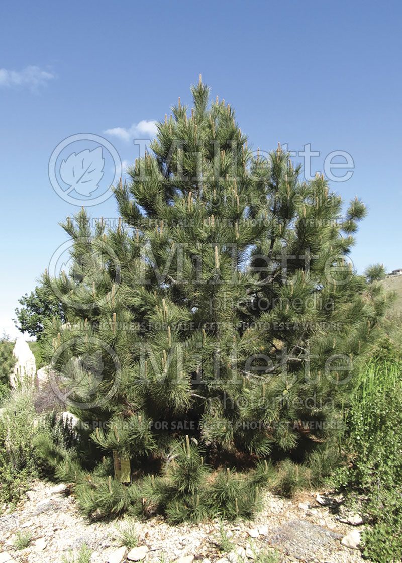 Pinus ponderosa (ponderosa pine conifer) 1 