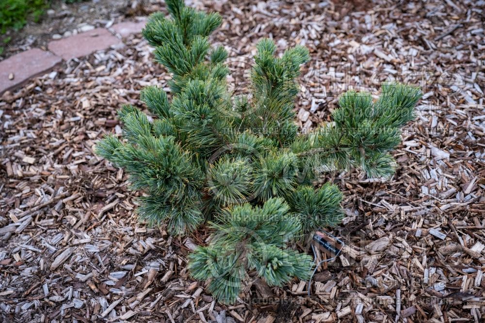 Pinus Dwarf Blue (Pine conifer) 2