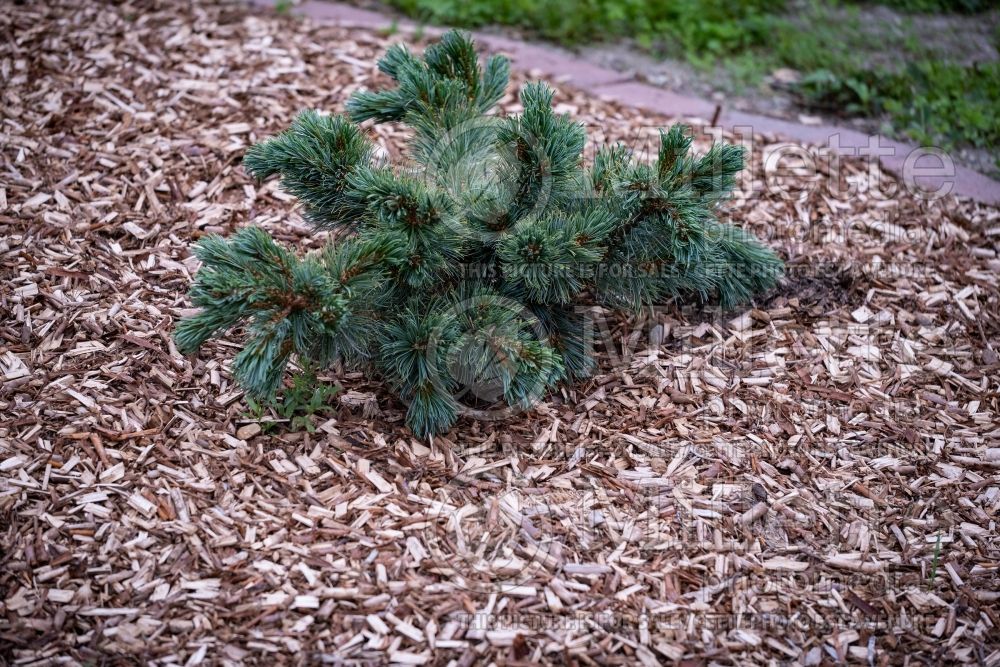 Pinus Dwarf Blue (Pine conifer) 1
