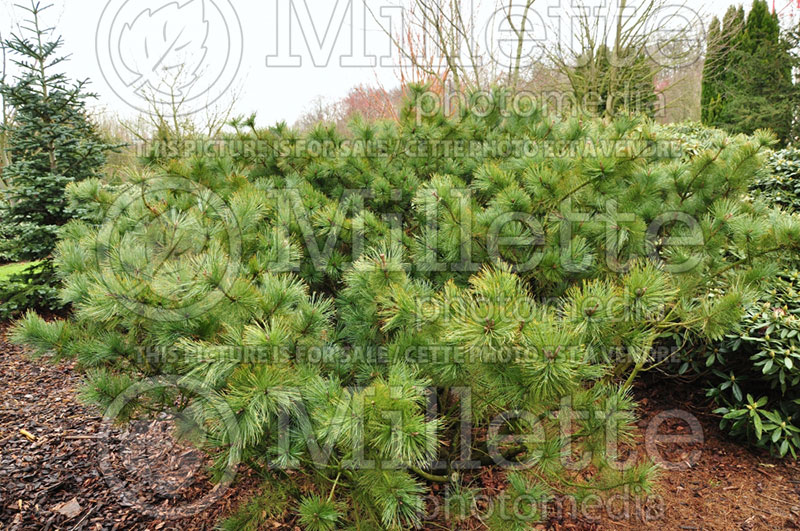 Pinus Glauca (Pine conifer) 1