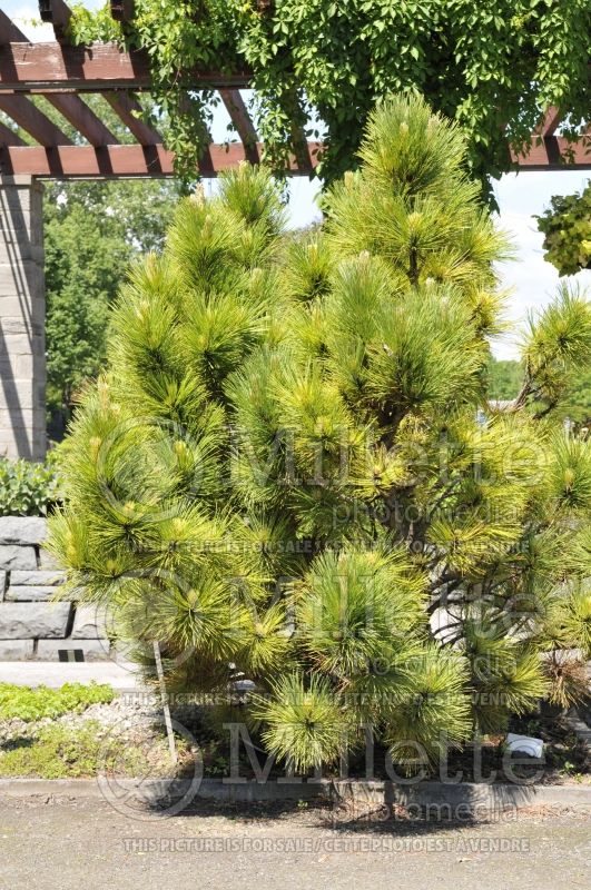 Pinus Don Smith (Pine conifer) 2