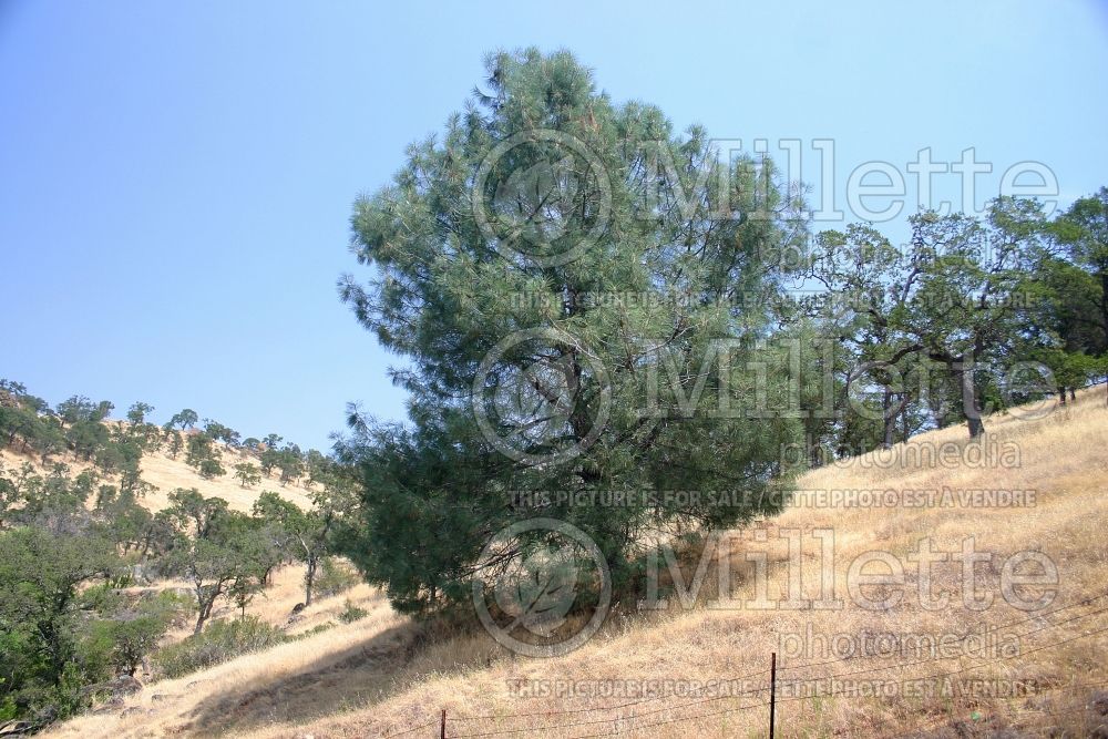 Pinus sabiniana (gray pine, foothill pine) 1