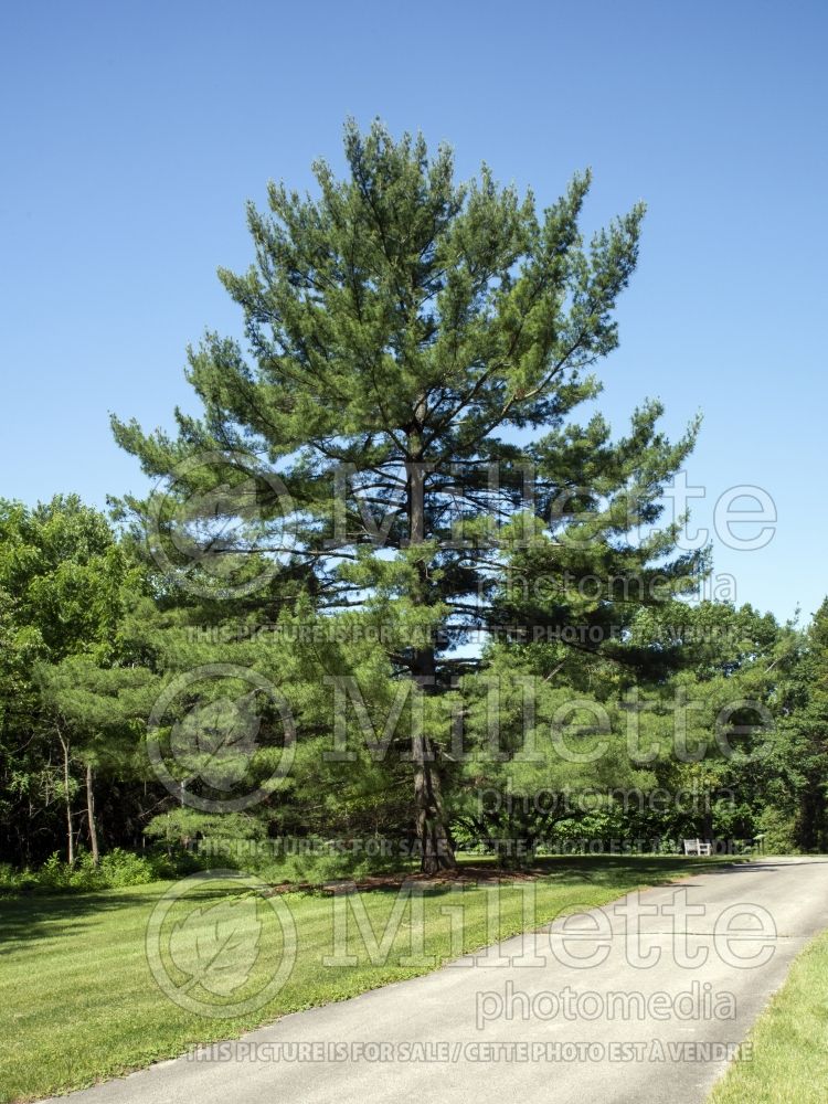 Pinus strobus (White Pine conifer) 9 