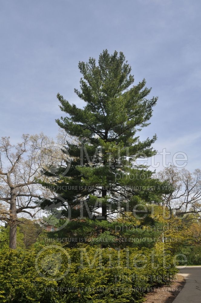 Pinus strobus (White Pine conifer) 6 
