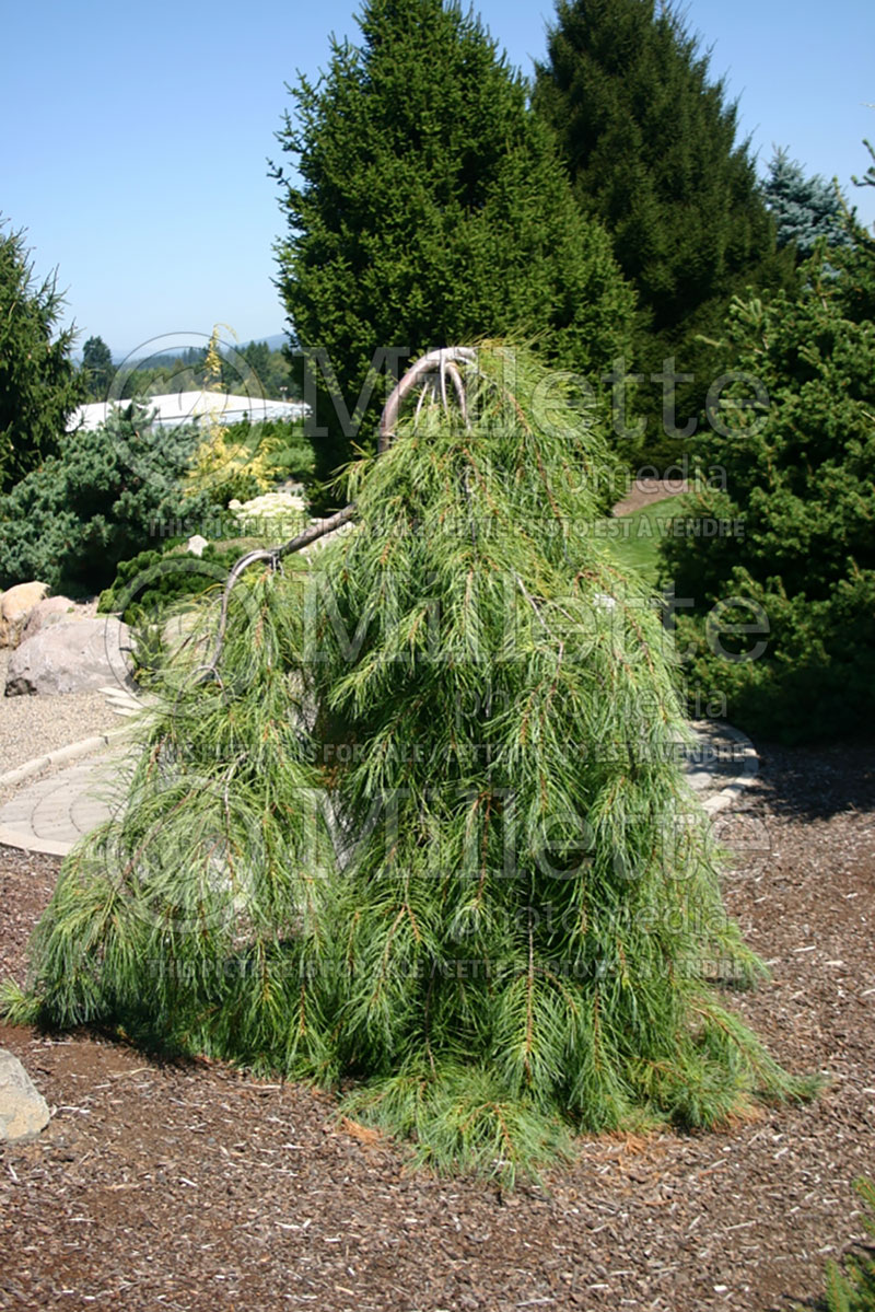 Pinus Angel Falls (White Pine conifer) 6 