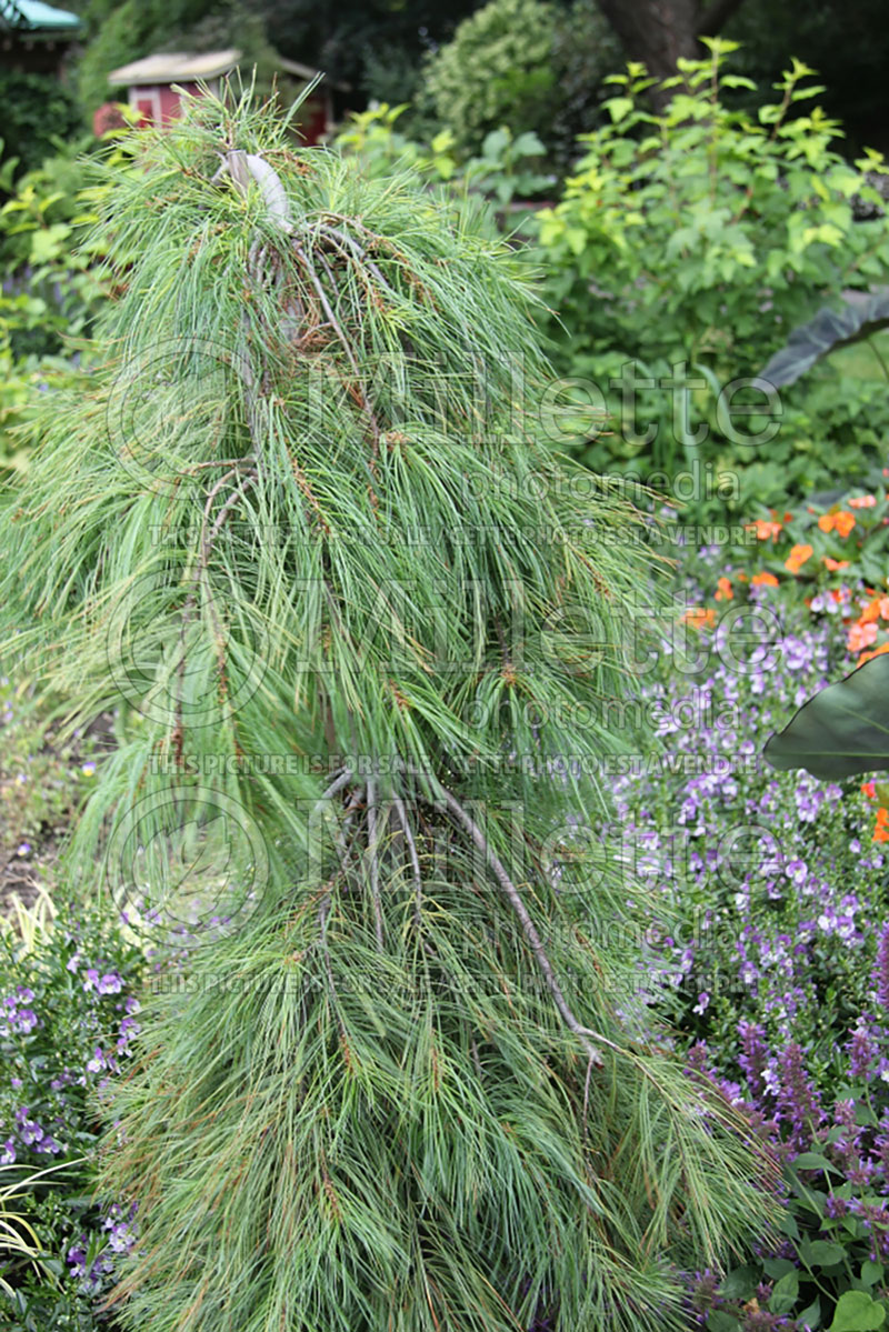 Pinus Angel Falls (White Pine conifer) 1 