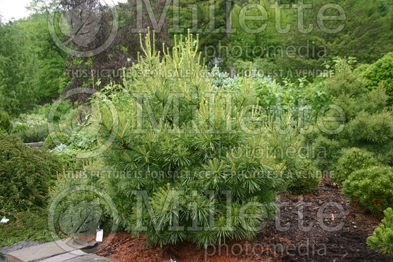 Pinus Blue Shag (White Pine conifer) 1 