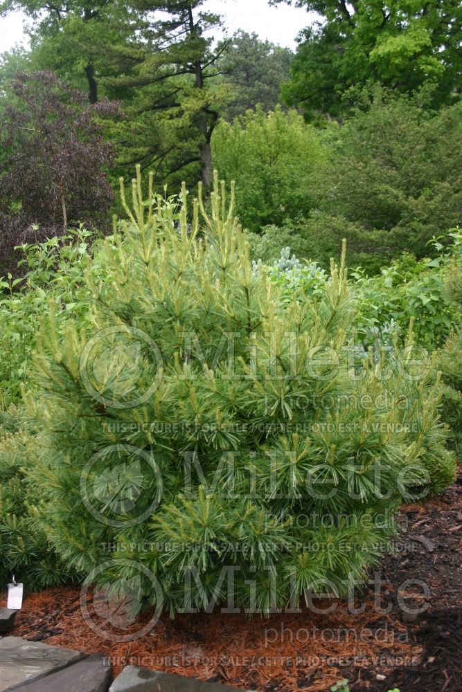 Pinus Blue Shag (White Pine conifer) 2 