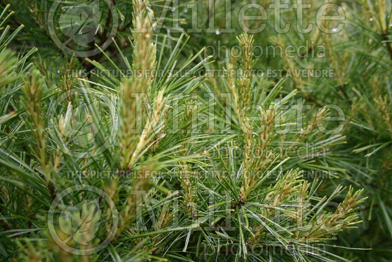 Pinus Blue Shag (White Pine conifer) 3 