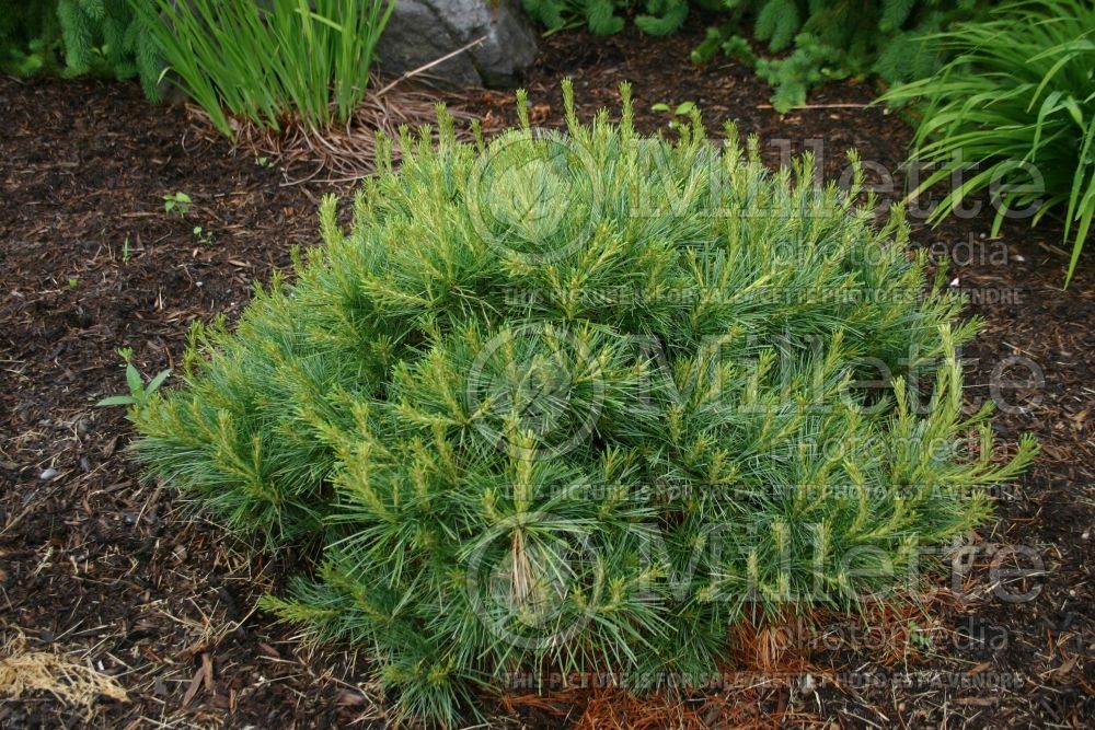 Pinus Blue Shag (White Pine conifer) 4 