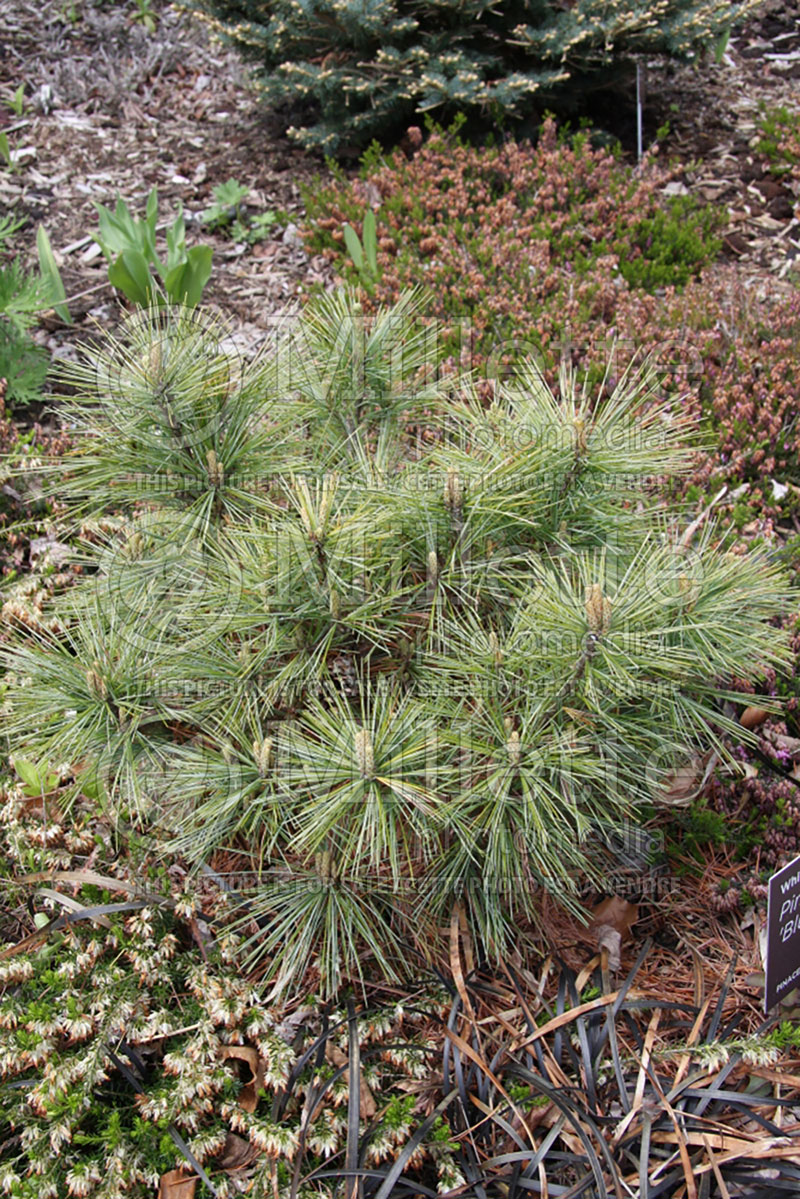 Pinus Blue Shag (White Pine conifer) 6 