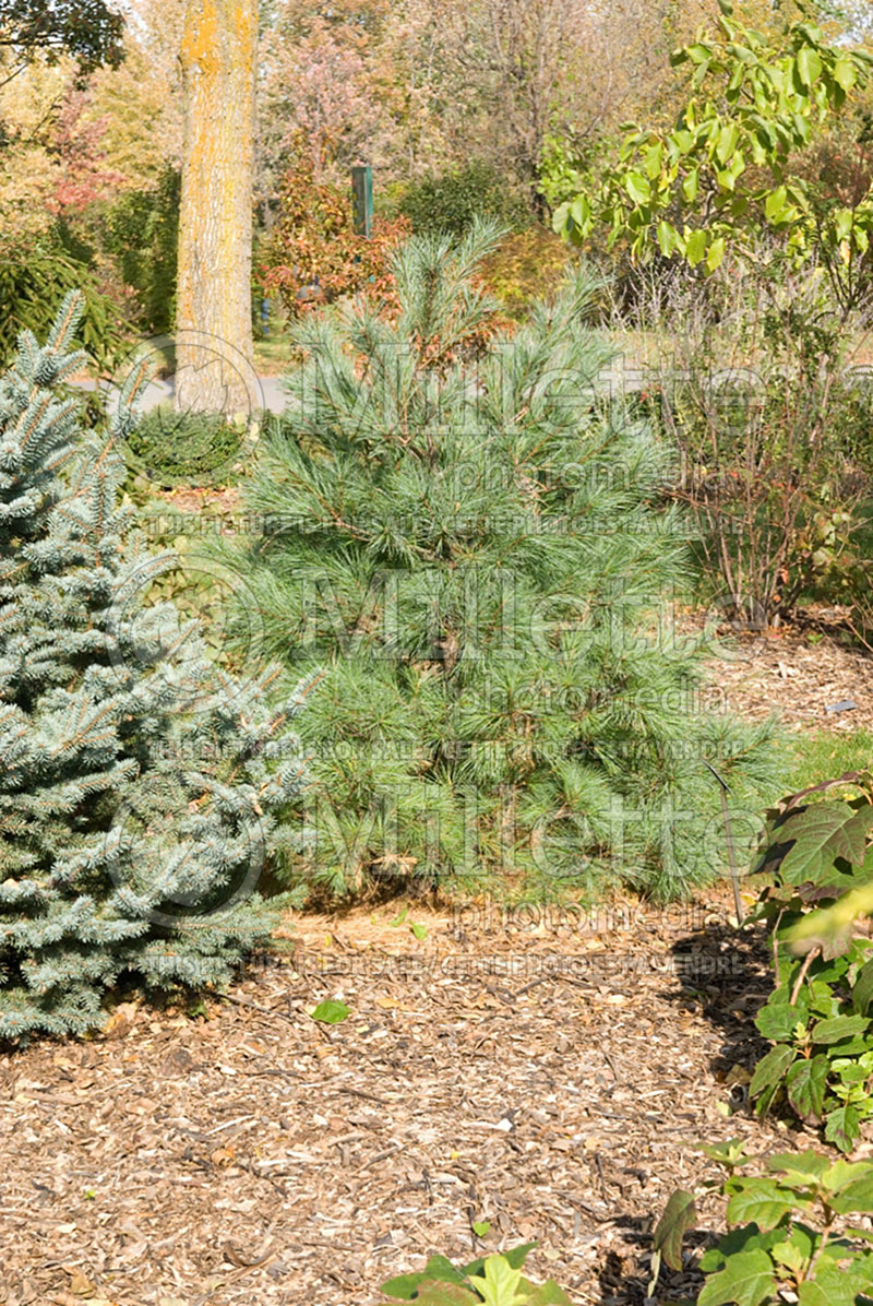 Pinus Blue Shag (White Pine conifer) 12 