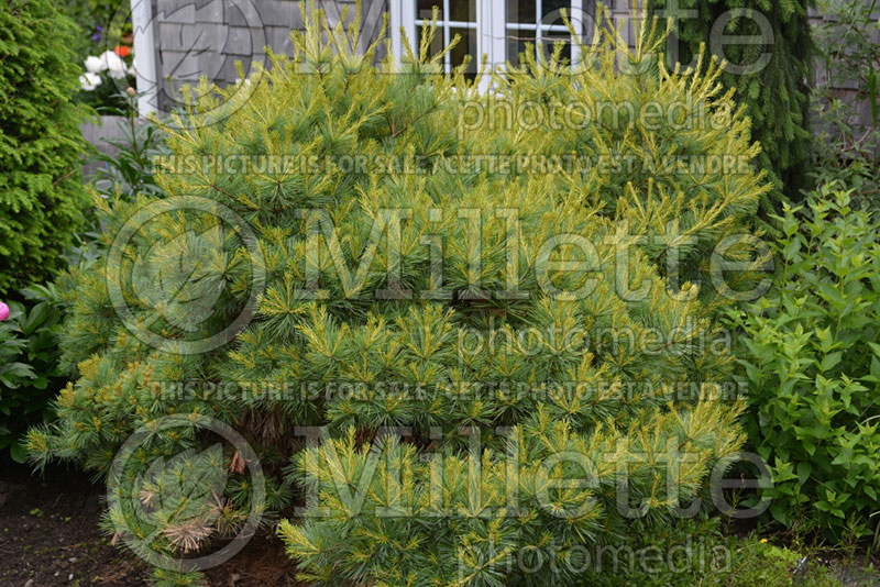 Pinus Blue Shag (White Pine conifer) 10 