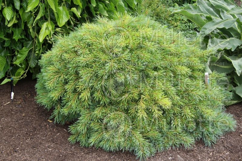 Pinus Blue Shag (White Pine conifer) 13 