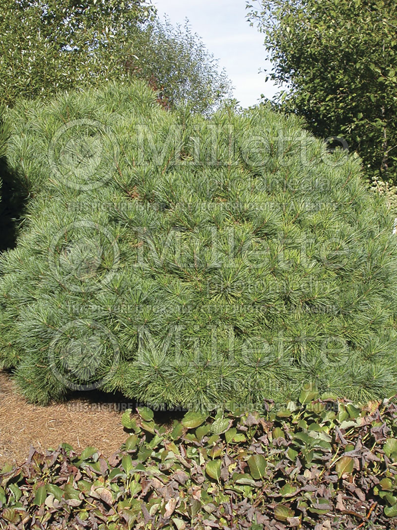 Pinus Blue Shag (White Pine conifer) 11 