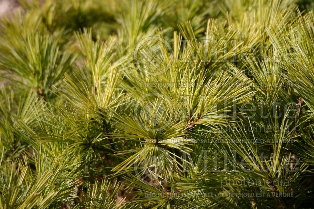 Pinus Chippewa (White Pine conifer - pin) 3 