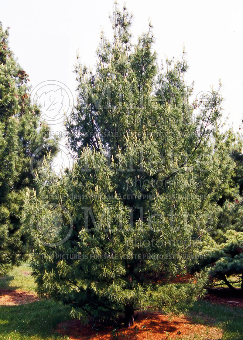 Pinus Contorta or Torulosa (White Pine conifer) 2 