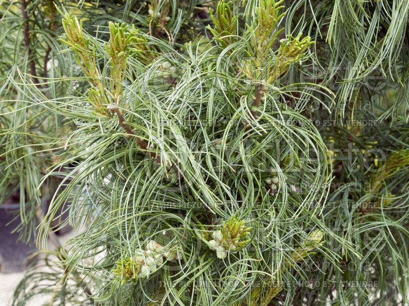 Pinus Contorta or Torulosa (White Pine conifer) 6 