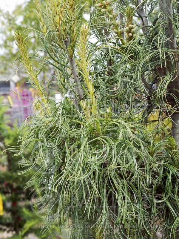 Pinus Contorta or Torulosa (White Pine conifer) 8 