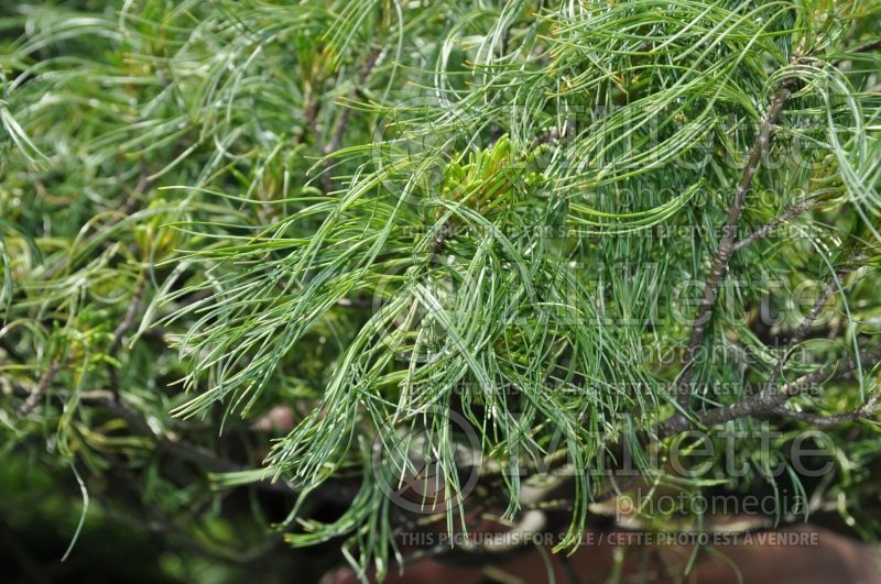 Pinus Contorta or Torulosa (White Pine conifer) 5 