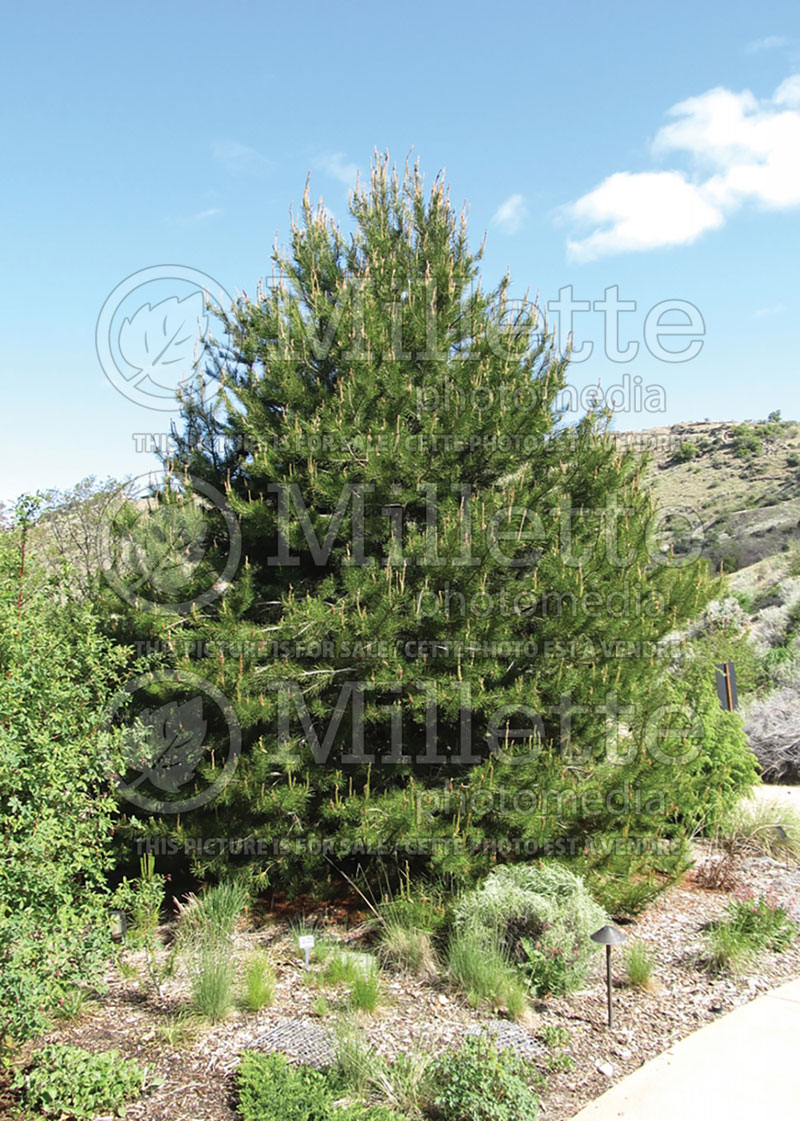 Pinus Contorta or Torulosa (White Pine conifer) 4 