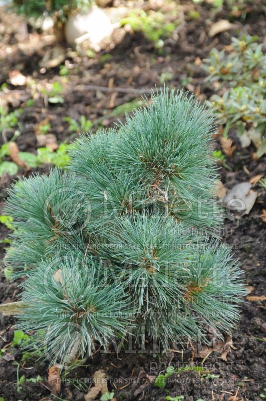 Pinus Densa (Pine conifer) 1