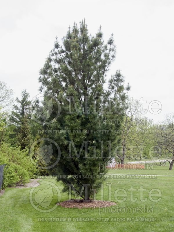 Pinus Fastigiata (Eastern White Pine conifer) 2 