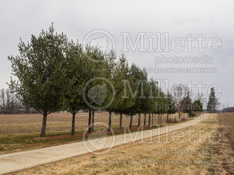 Pinus strobus (Wind breaker) (White Pine conifer) 5 