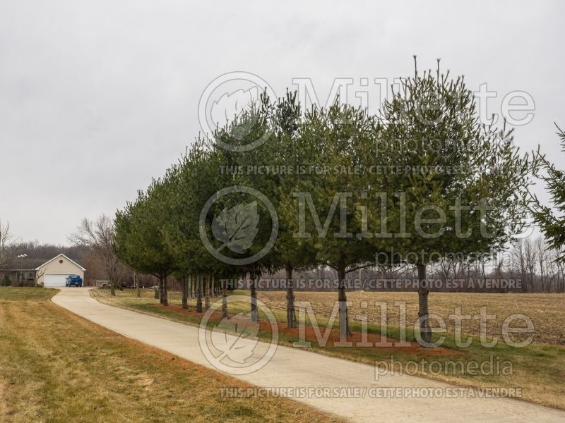 Pinus strobus (Wind breaker) (White Pine conifer) 4 