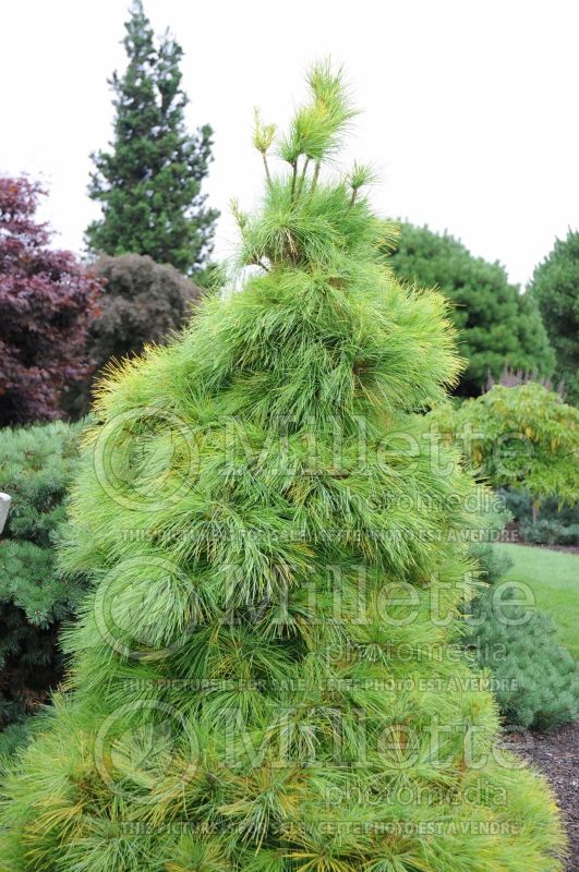 Pinus Louie (Pine conifer) 4