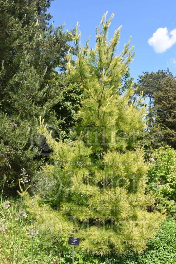 Pinus Louie (Pine conifer) 7
