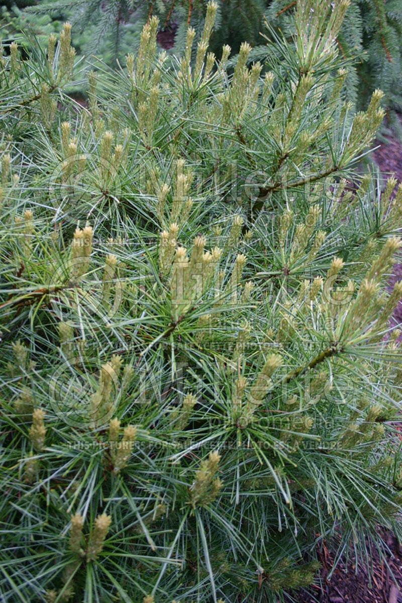 Pinus Macopin (Pine conifer) 2