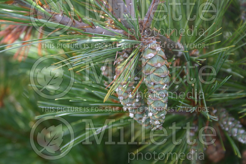 Pinus Macopin (Pine conifer) 3