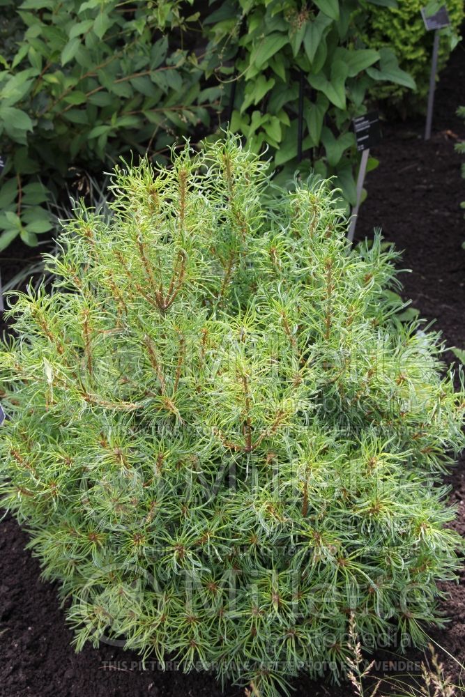 Pinus Mini Twists (Pine conifer) 16  