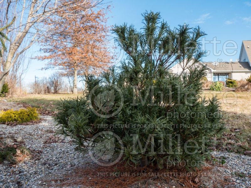 Pinus Mini Twists (Pine conifer) 9  