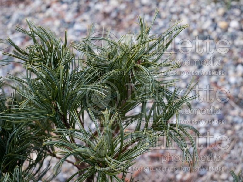 Pinus Mini Twists (Pine conifer) 10  