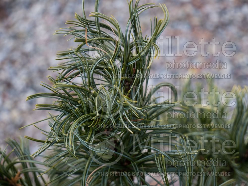 Pinus Mini Twists (Pine conifer) 11  