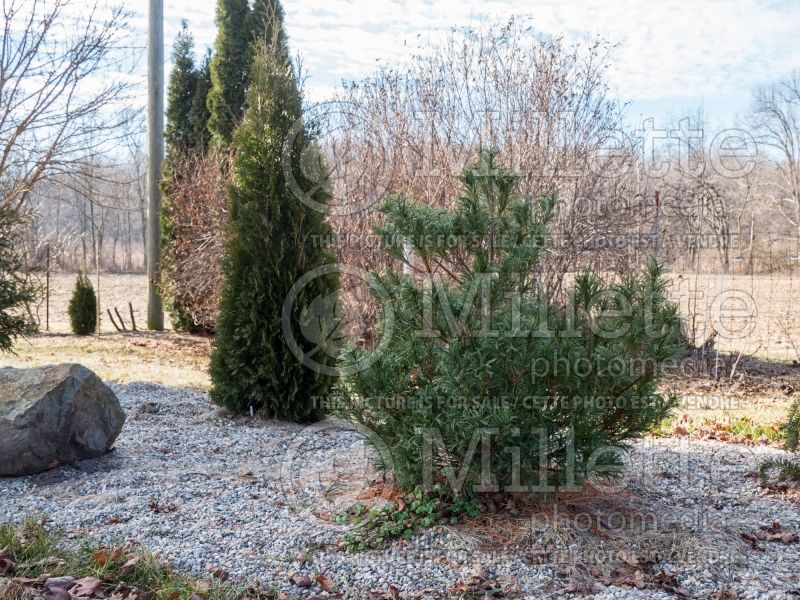 Pinus Mini Twists (Winter look) (Pine conifer) 12  